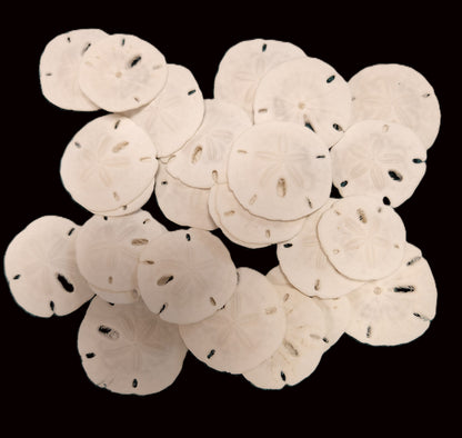 25-Natural SAND DOLLARS, Beach Decor, Coastal Wedding,Mosaics,All Occasion Gifts,Floral Accents.SS-192