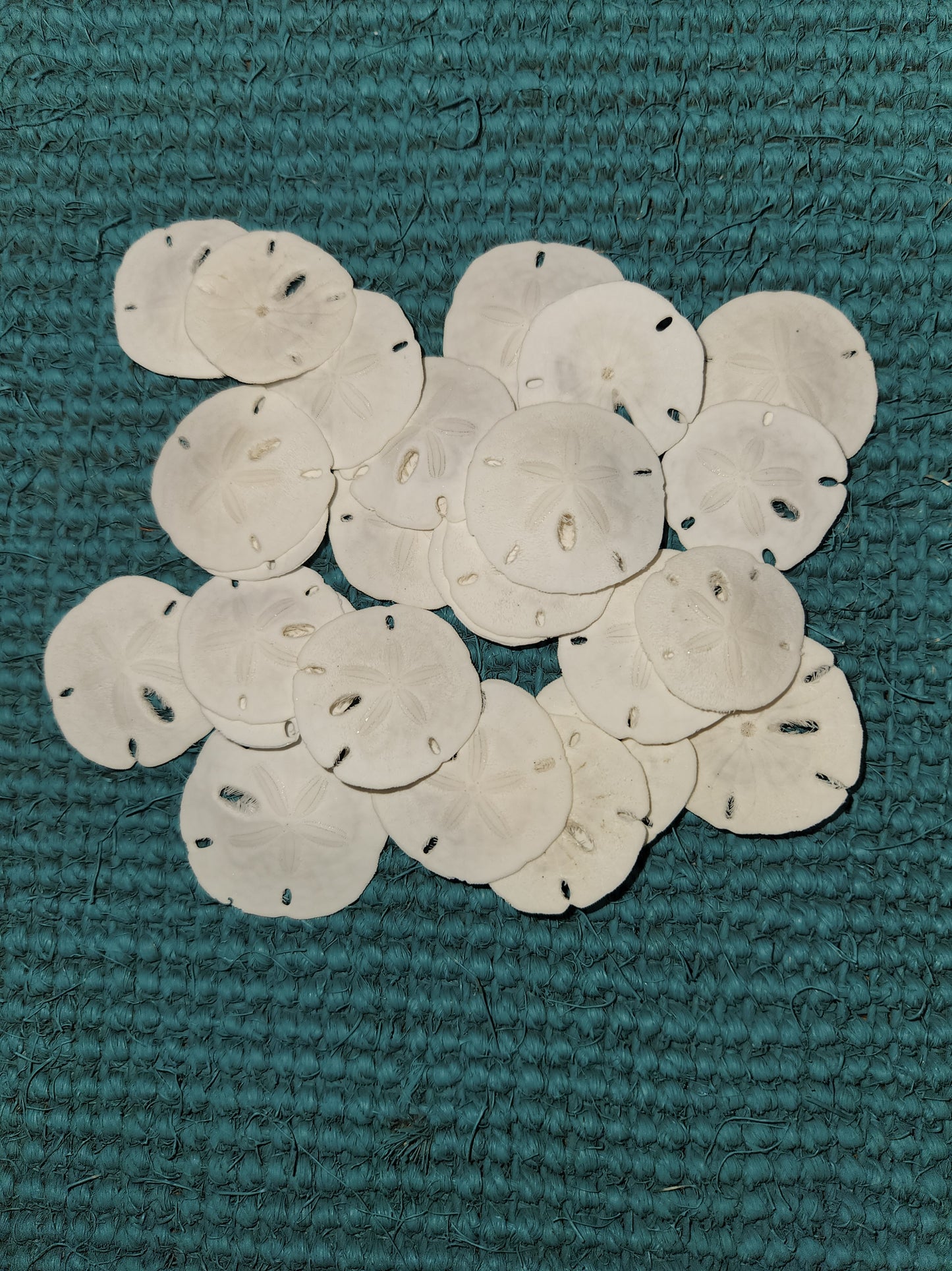 25-Natural SAND DOLLARS, Beach Decor, Coastal Wedding,Mosaics,All Occasion Gifts,Floral Accents.SS-192