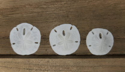 25-Natural SAND DOLLARS, Beach Decor, Coastal Wedding,Mosaics,All Occasion Gifts,Floral Accents.SS-192