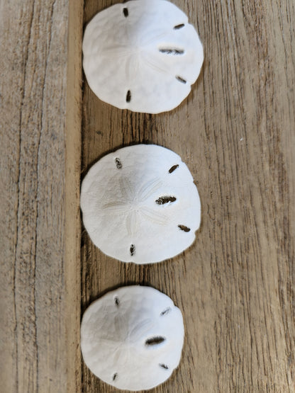 25-Natural SAND DOLLARS, Beach Decor, Coastal Wedding,Mosaics,All Occasion Gifts,Floral Accents.SS-192