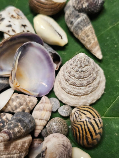 1-Pound, SEASHELL SMALL MIX, Craft Supply, Beach Art,Mosaics,Resin Pour Crafts,Seashell Flowers,SS-172