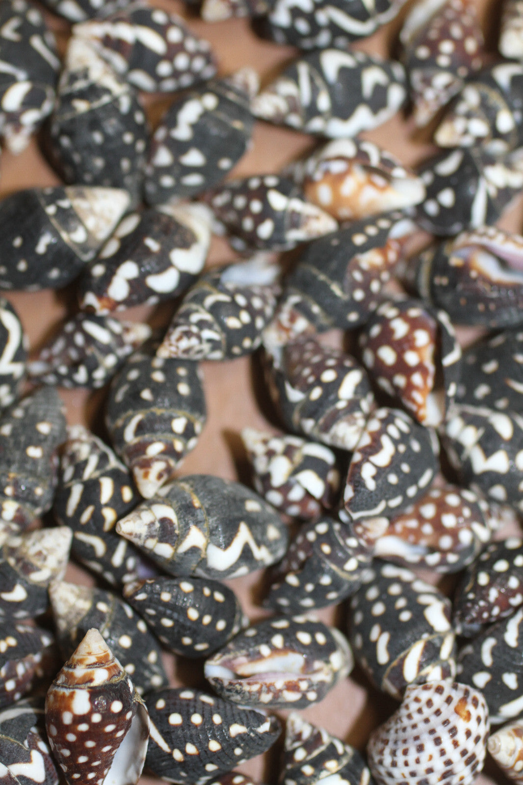https://i.ebayimg.com/00/s/MTYwMFgxMDY2/z/58QAAOSw4F9kjehB/$_57.JPG?set_id=8800005007