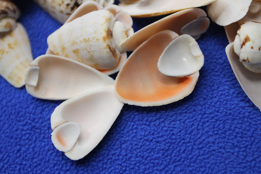 ep01