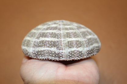 45281875