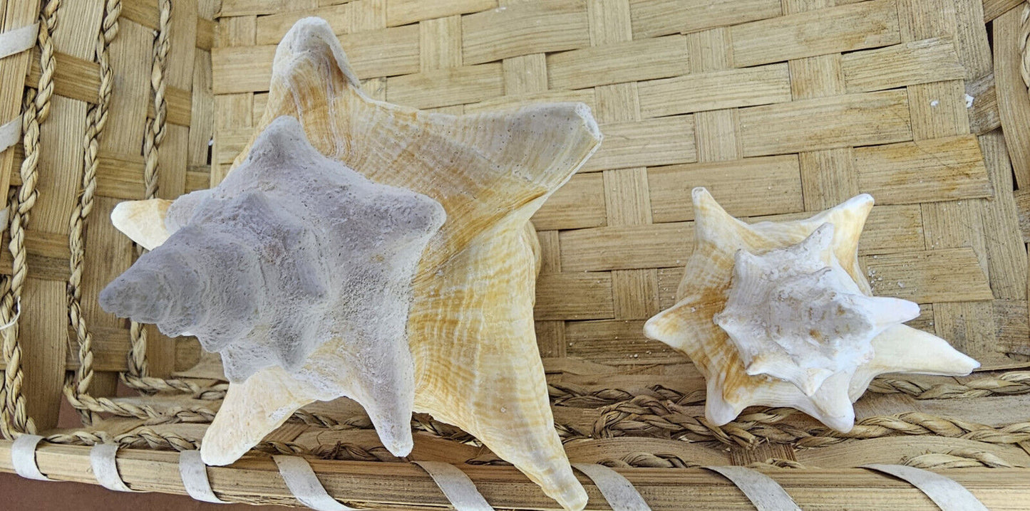 45284419
