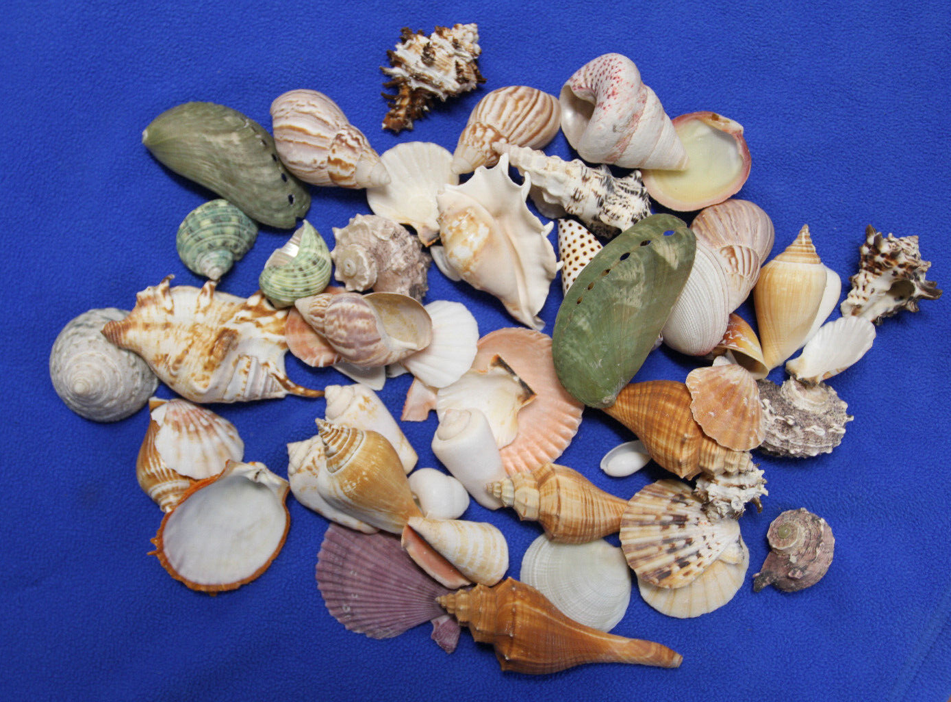 45282959