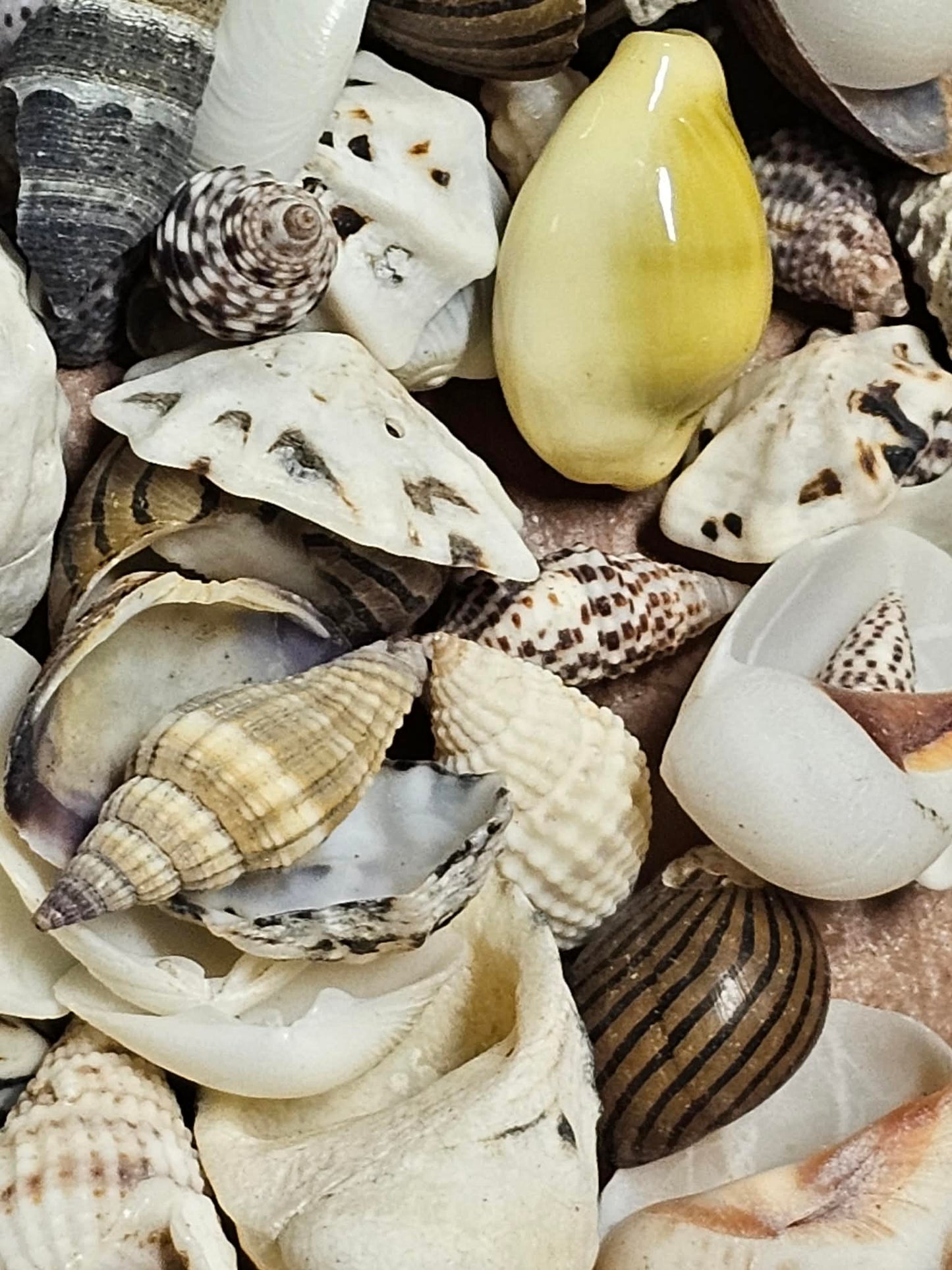 1-Pound, SEASHELL SMALL MIX, Craft Supply, Beach Art,Mosaics,Resin Pour Crafts,Seashell Flowers,SS-172