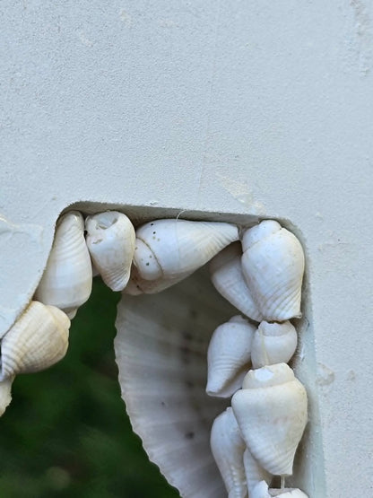 1 - Natural NASSA Seashell Garland, Tan and Cream, Matte Finish, 6 ft, for Shell Crafts and Home Decor, HG-05