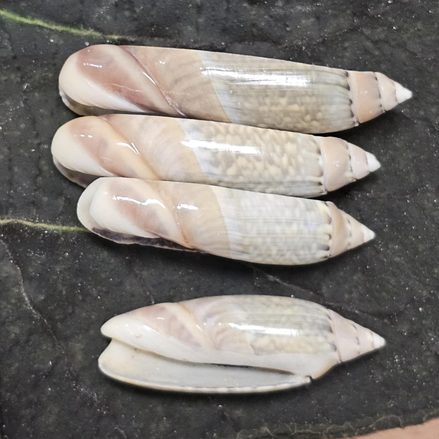 GREY ANCILL Olive,Sliced Seashell,Seashell Jewelry Supply,Beach Art,Sailors Valentines,Bath Decor,CS-22