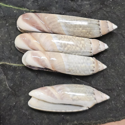 GREY ANCILL Olive,Sliced Seashell,Seashell Jewelry Supply,Beach Art,Sailors Valentines,Bath Decor,CS-22