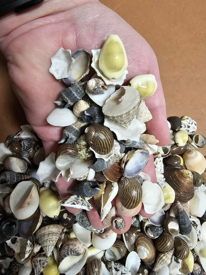 1-Pound, SEASHELL SMALL MIX, Craft Supply, Beach Art,Mosaics,Resin Pour Crafts,Seashell Flowers,SS-172