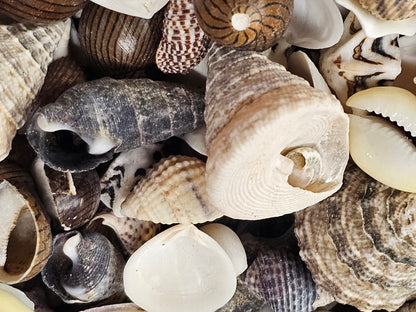 1-Pound, SEASHELL SMALL MIX, Craft Supply, Beach Art,Mosaics,Resin Pour Crafts,Seashell Flowers,SS-172