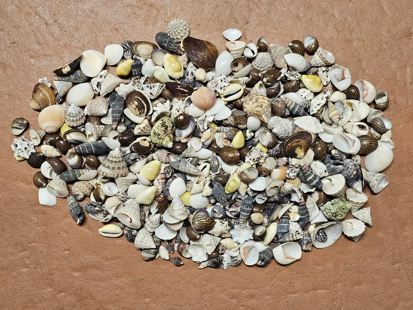 1-Pound, SEASHELL SMALL MIX, Craft Supply, Beach Art,Mosaics,Resin Pour Crafts,Seashell Flowers,SS-172