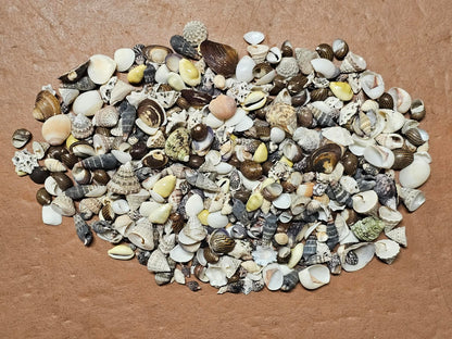 1-Pound, SEASHELL SMALL MIX, Craft Supply, Beach Art,Mosaics,Resin Pour Crafts,Seashell Flowers,SS-172