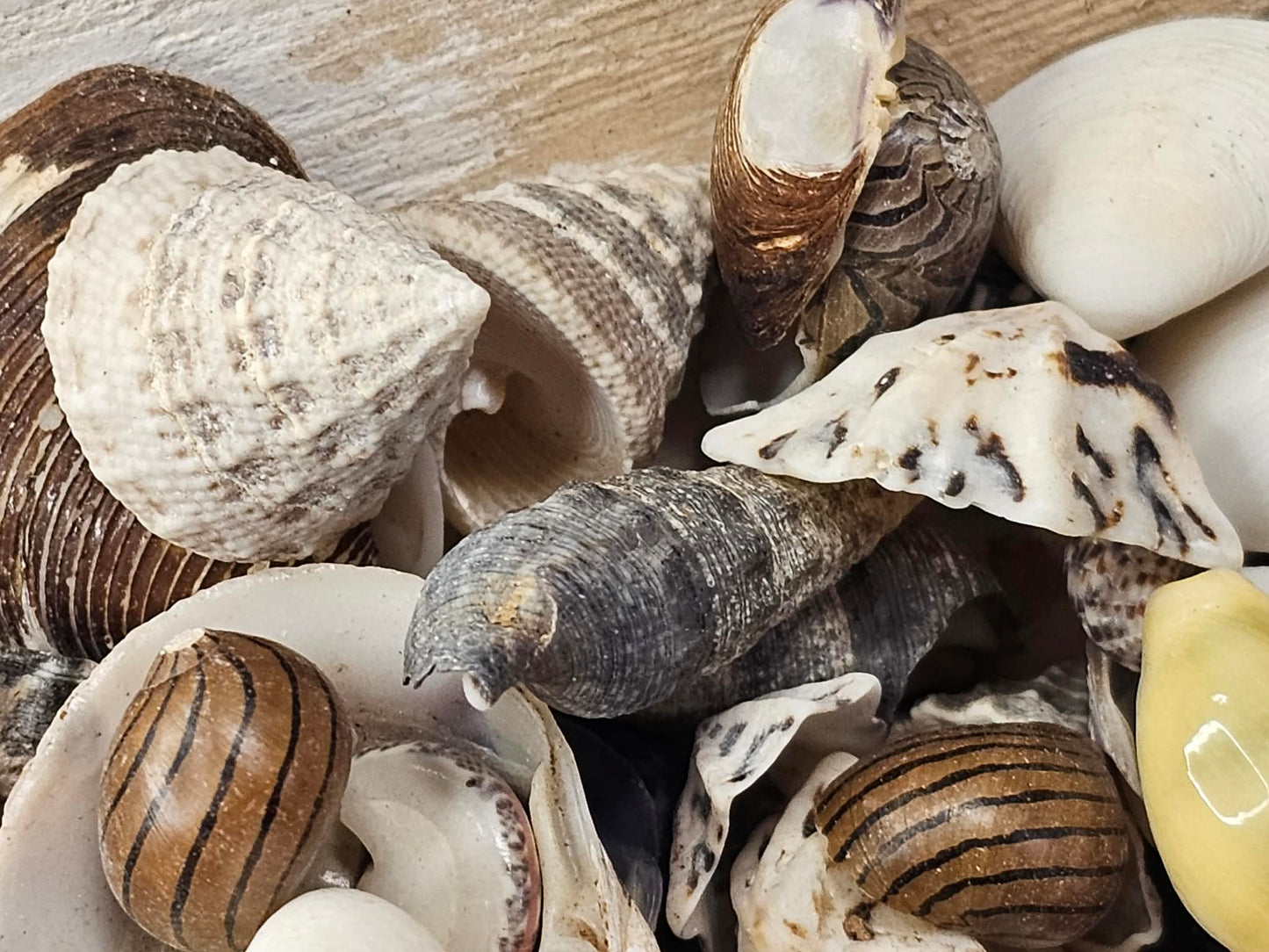 1-Pound, SEASHELL SMALL MIX, Craft Supply, Beach Art,Mosaics,Resin Pour Crafts,Seashell Flowers,SS-172