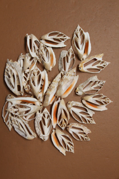 STROMBUS SEASHELLS, Center Cut Seashells, Upscale Seashell Craft Supply, Coastal Decor, Shell Pendant, All Occasion Gift, Sailors Valentines, CS-71