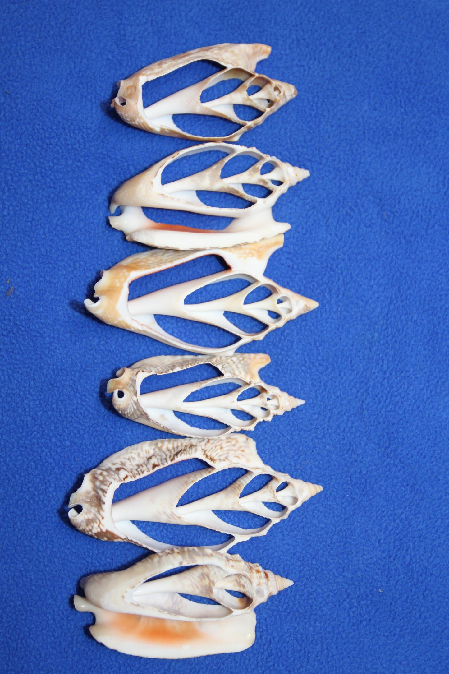 STROMBUS SEASHELLS, Center Cut Seashells, Upscale Seashell Craft Supply, Coastal Decor, Shell Pendant, All Occasion Gift, Sailors Valentines, CS-71