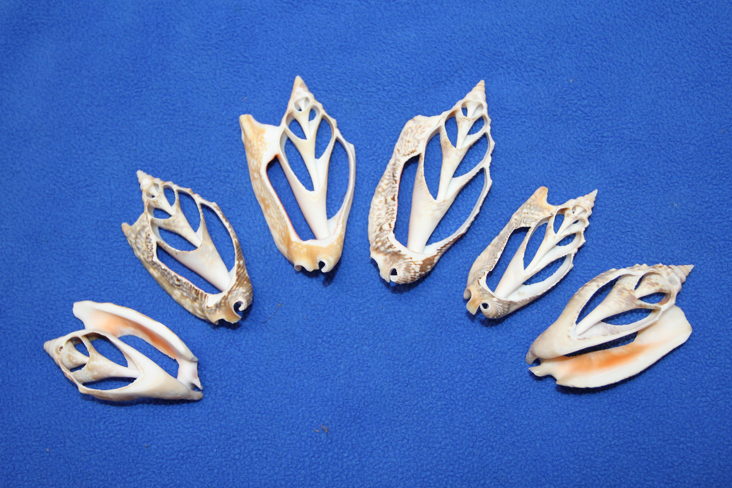 STROMBUS SEASHELLS, Center Cut Seashells, Upscale Seashell Craft Supply, Coastal Decor, Shell Pendant, All Occasion Gift, Sailors Valentines, CS-71