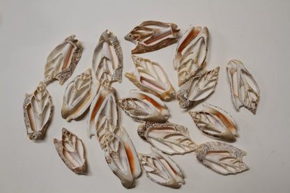 STROMBUS SEASHELLS, Center Cut Seashells, Upscale Seashell Craft Supply, Coastal Decor, Shell Pendant, All Occasion Gift, Sailors Valentines, CS-71