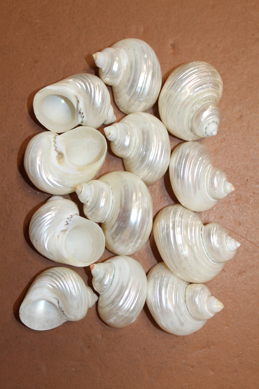 SILVER MOUTH Turbos, Beach Art, Pearled Seashell, All Occasion Gift, Collectible Seashell, Mosaic Supply SS-512
