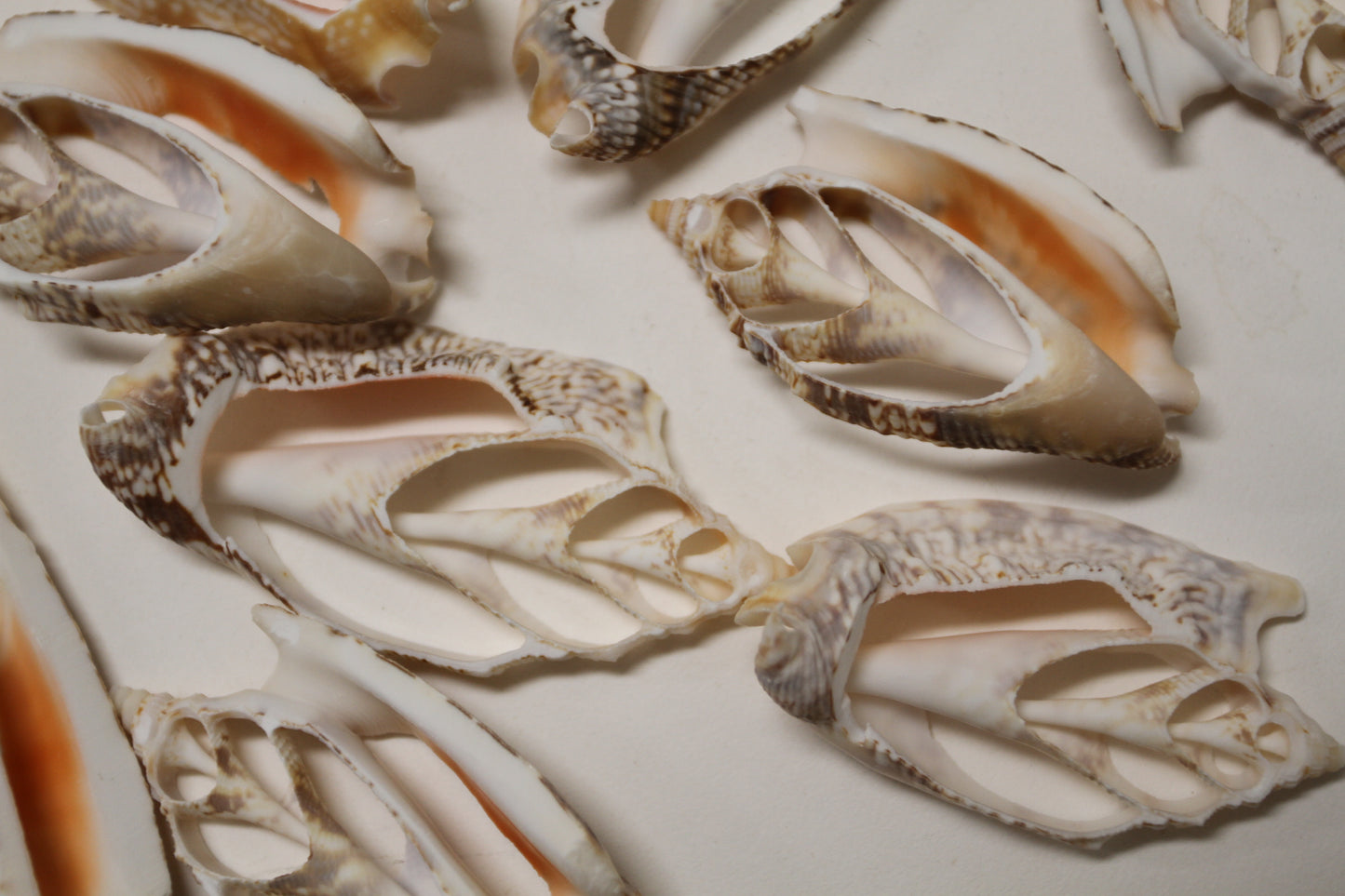 STROMBUS SEASHELLS, Center Cut Seashells, Upscale Seashell Craft Supply, Coastal Decor, Shell Pendant, All Occasion Gift, Sailors Valentines, CS-71