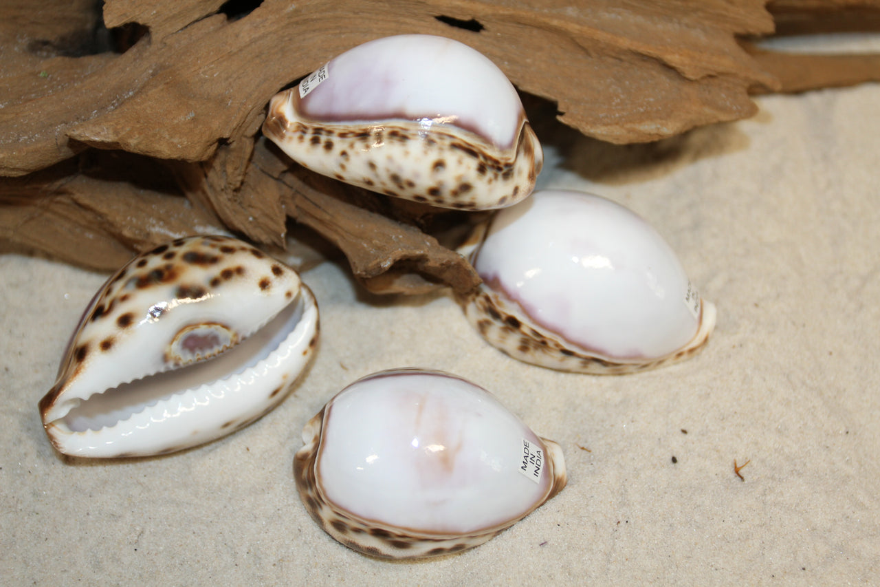 White-topped Tiger Cowry. Beauties from sea and are widely used in all shell crafting art work. SS-332 Ships Free!
