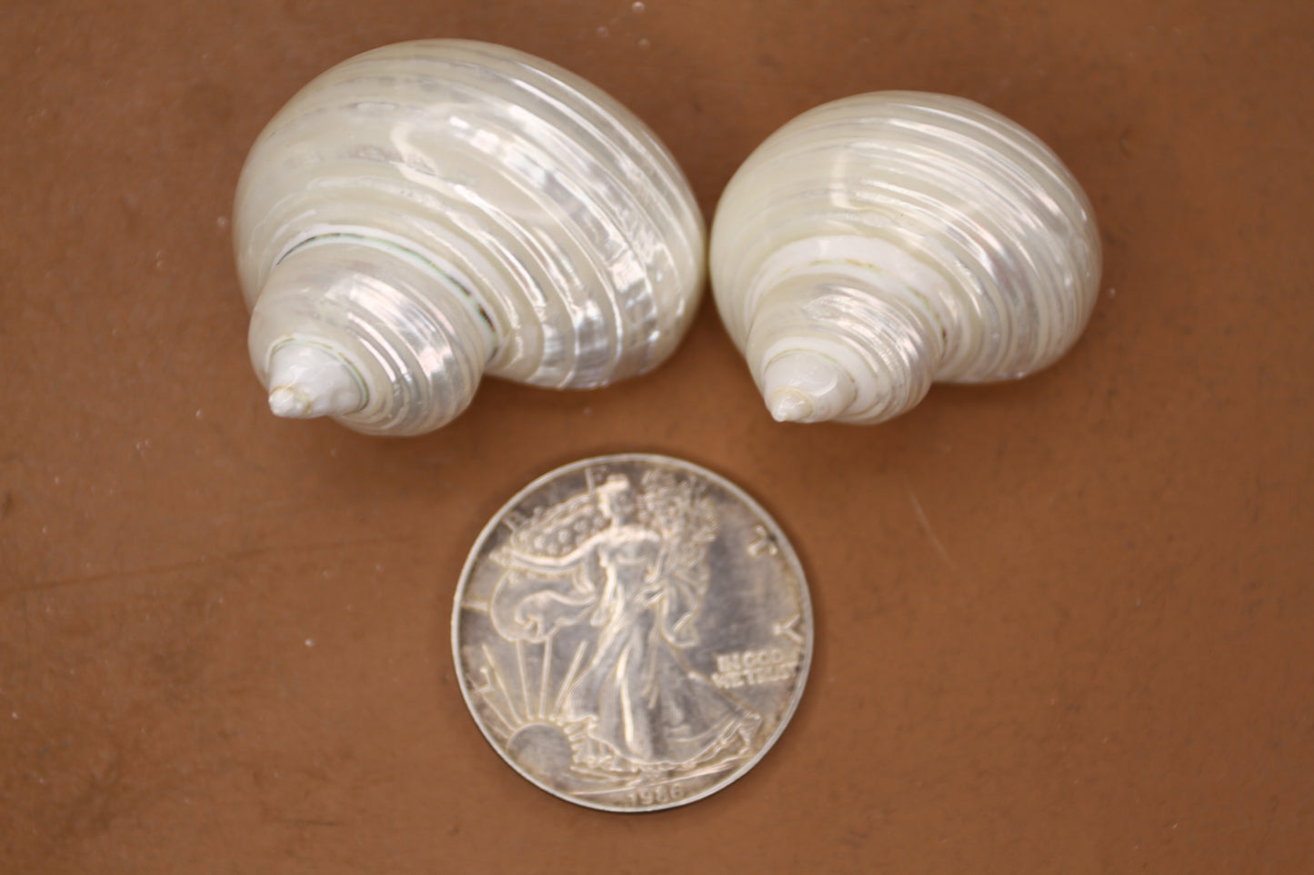 SILVER MOUTH Turbos, Beach Art, Pearled Seashell, All Occasion Gift, Collectible Seashell, Mosaic Supply SS-512
