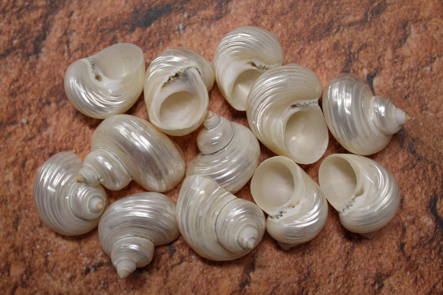 SILVER MOUTH Turbos, Beach Art, Pearled Seashell, All Occasion Gift, Collectible Seashell, Mosaic Supply SS-512