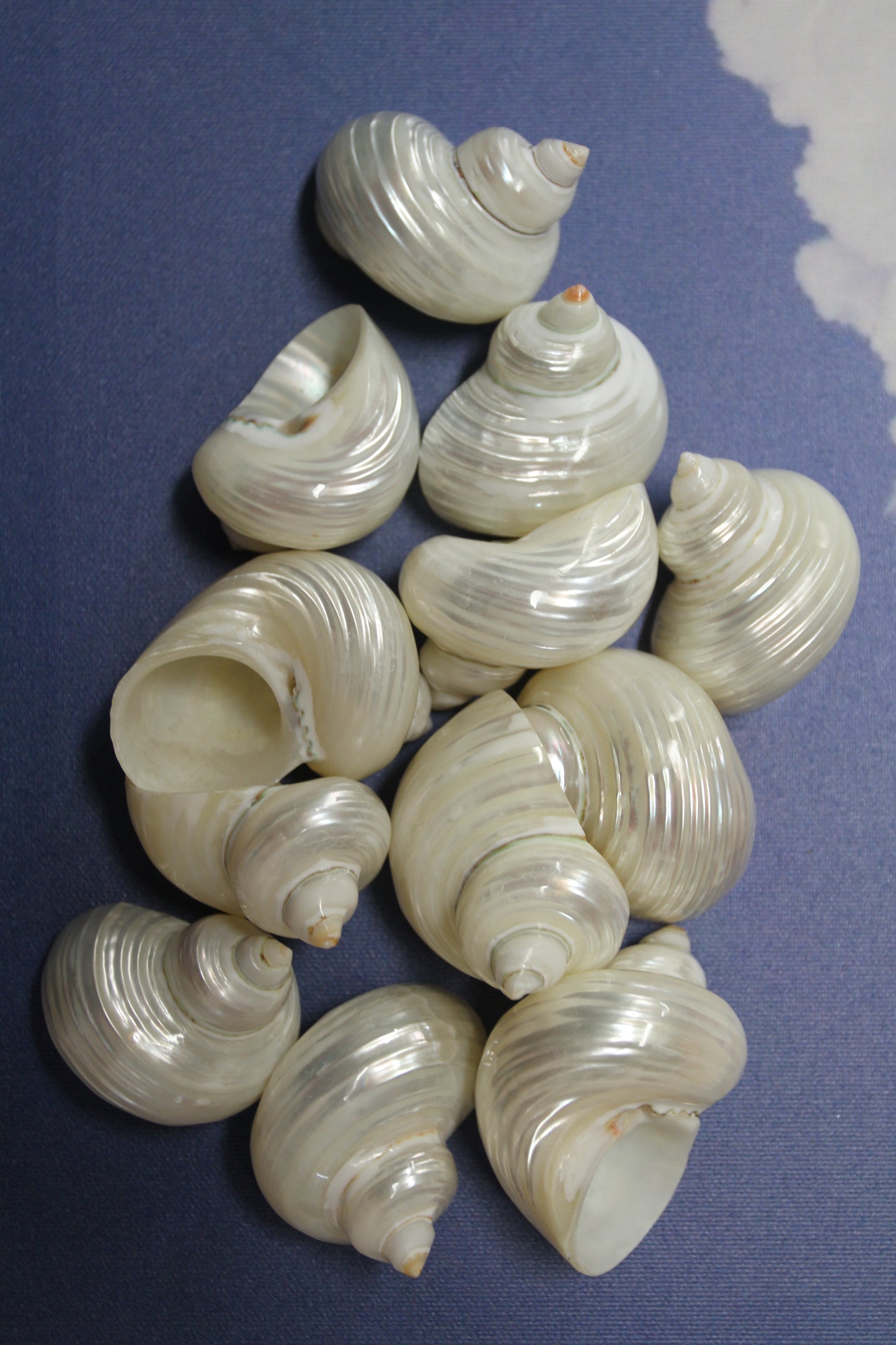 SILVER MOUTH Turbos, Beach Art, Pearled Seashell, All Occasion Gift, Collectible Seashell, Mosaic Supply SS-512