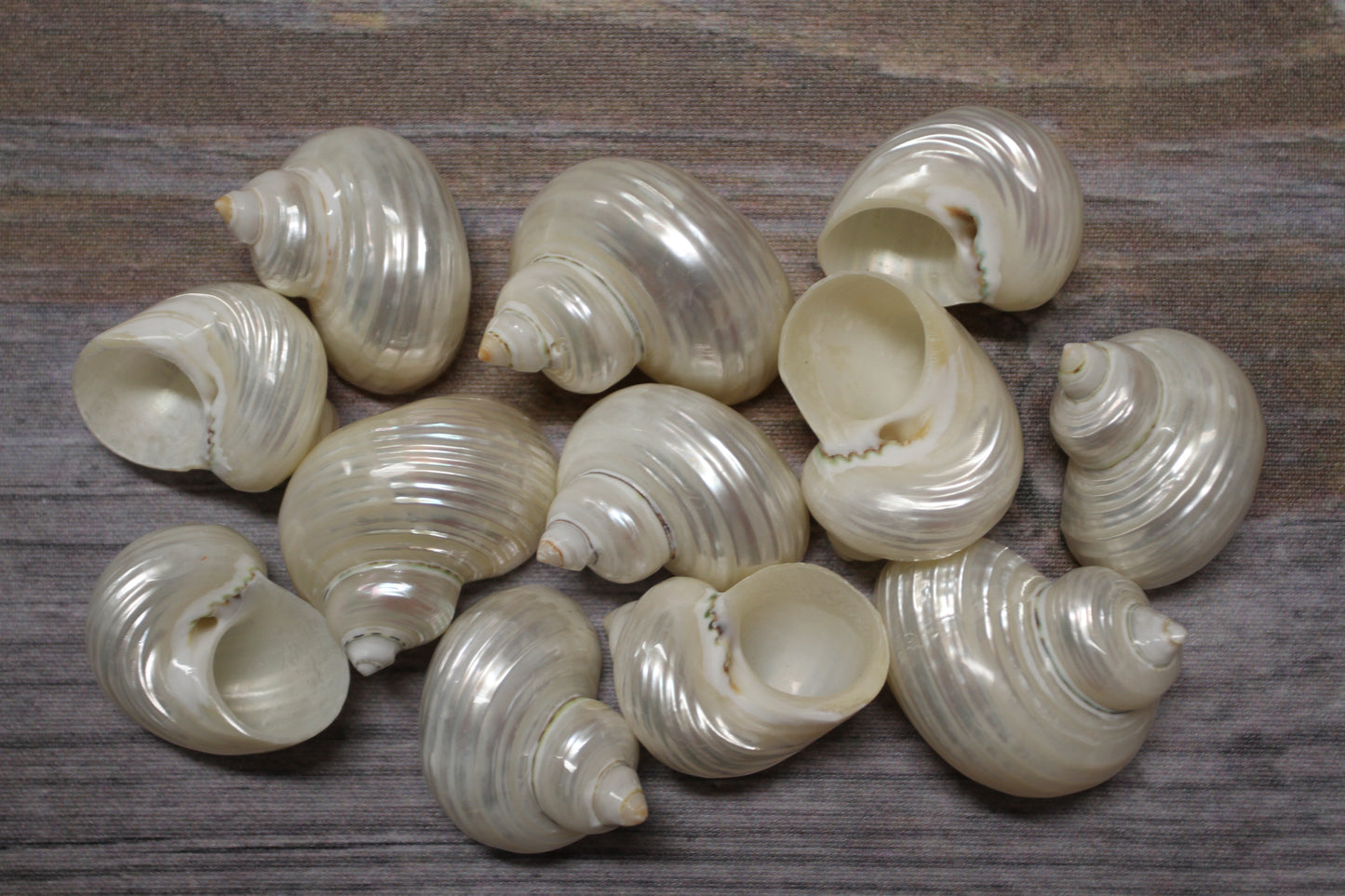 SILVER MOUTH Turbos, Beach Art, Pearled Seashell, All Occasion Gift, Collectible Seashell, Mosaic Supply SS-512