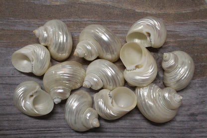 SILVER MOUTH Turbos, Beach Art, Pearled Seashell, All Occasion Gift, Collectible Seashell, Mosaic Supply SS-512
