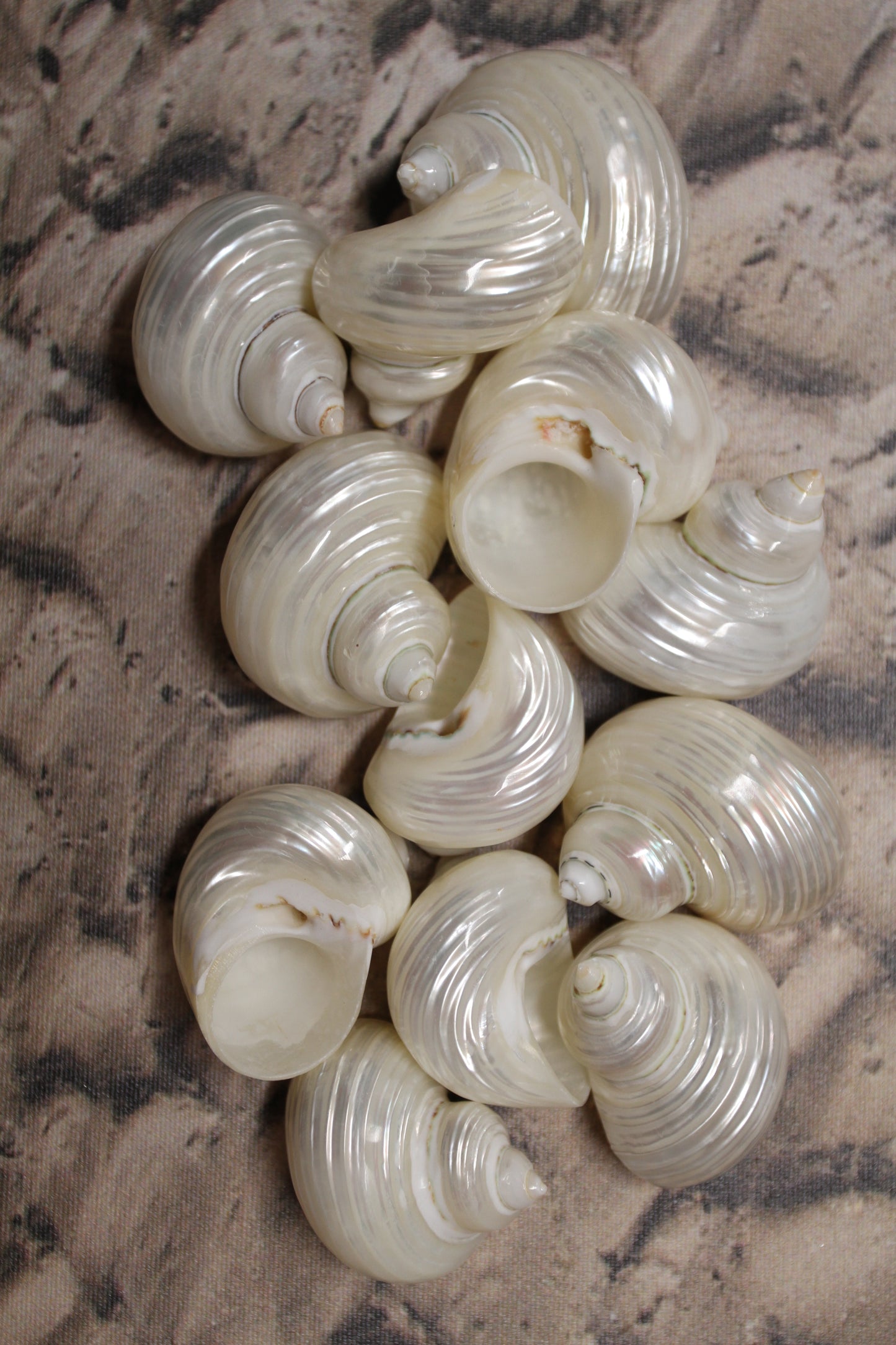 SILVER MOUTH Turbos, Beach Art, Pearled Seashell, All Occasion Gift, Collectible Seashell, Mosaic Supply SS-512