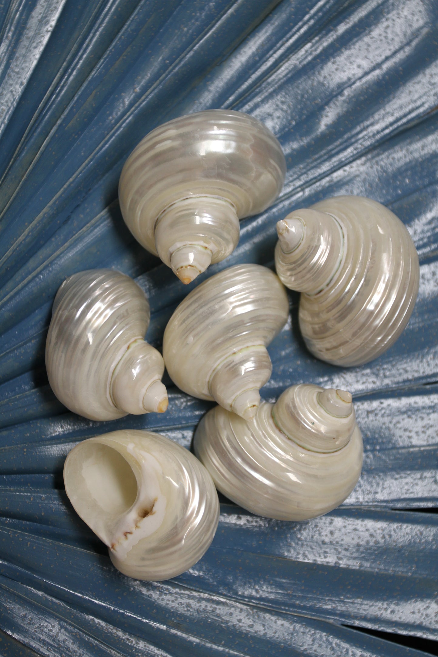 SILVER MOUTH Turbos, Beach Art, Pearled Seashell, All Occasion Gift, Collectible Seashell, Mosaic Supply SS-512