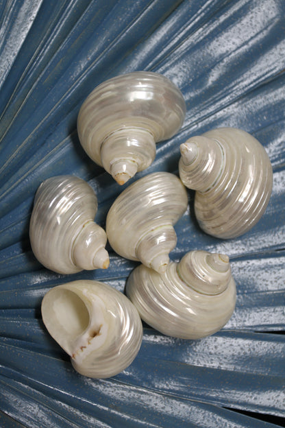 SILVER MOUTH Turbos, Beach Art, Pearled Seashell, All Occasion Gift, Collectible Seashell, Mosaic Supply SS-512