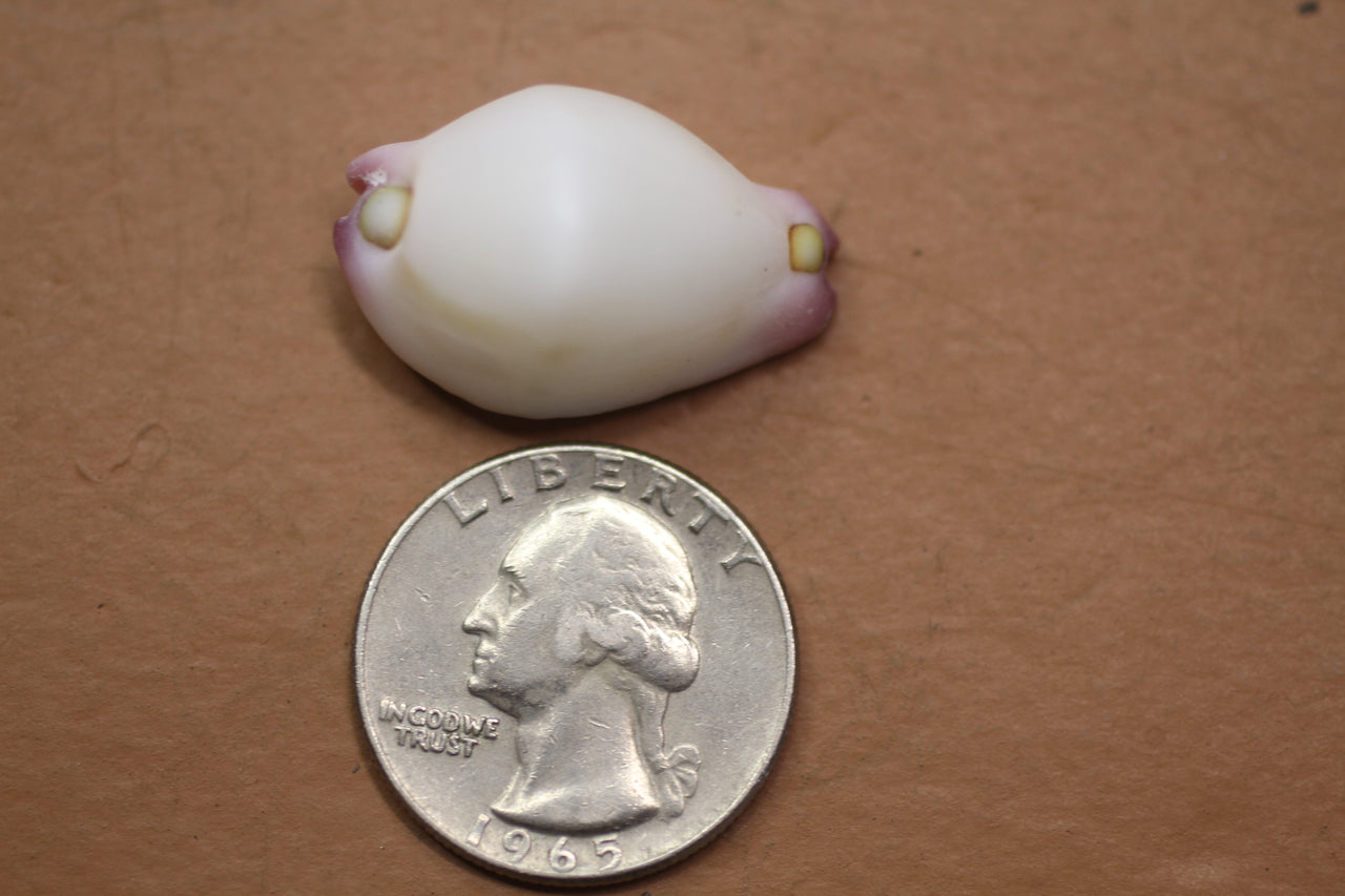 Calpurnus verrucosus aka 'Little Egg Cowry' is a small seashell for shell craft and jewelry making projects.  Wide variety of uses! SS-333