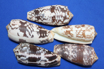 CONUS STRIATE, Large Cone Seashells, Collectible Display  Seashells, Teachers Aids, Decorative Glass Bowl Display, SS-511
