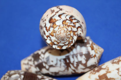 CONUS STRIATE, Large Cone Seashells, Collectible Display  Seashells, Teachers Aids, Decorative Glass Bowl Display, SS-511