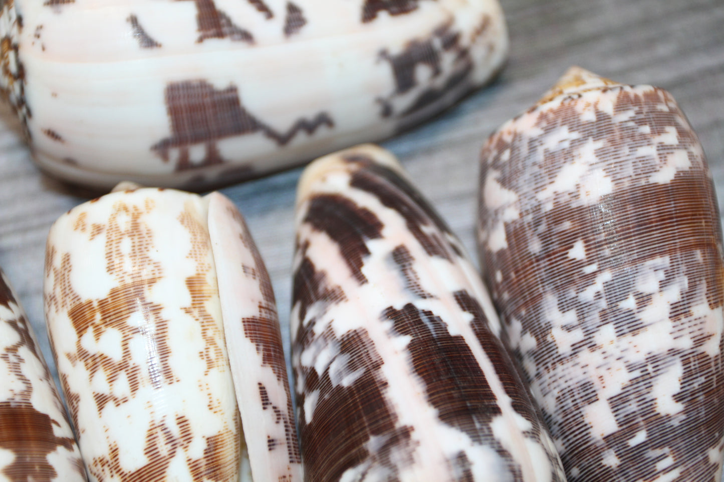 CONUS STRIATE, Large Cone Seashells, Collectible Display  Seashells, Teachers Aids, Decorative Glass Bowl Display, SS-511