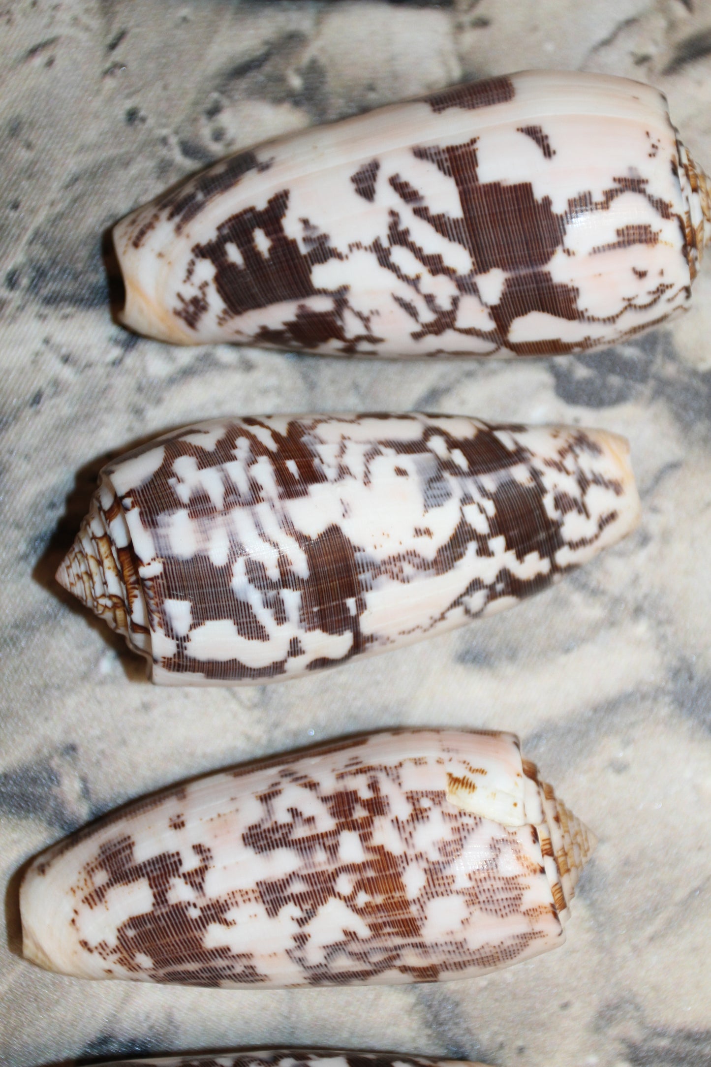 CONUS STRIATE, Large Cone Seashells, Collectible Display  Seashells, Teachers Aids, Decorative Glass Bowl Display, SS-511