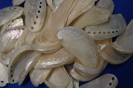 SS-23, 10-MULE EARS,Seashell For Upscale Crafts, Pearled Seashells,Wedding Decor,Floral Accent Seashells