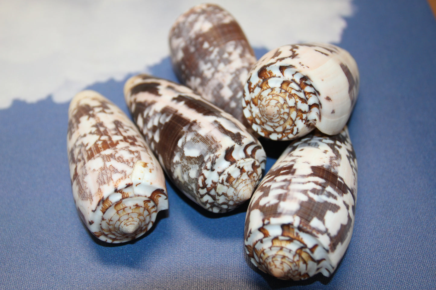 CONUS STRIATE, Large Cone Seashells, Collectible Display  Seashells, Teachers Aids, Decorative Glass Bowl Display, SS-511