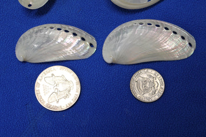 SS-23, 10-MULE EARS,Seashell For Upscale Crafts, Pearled Seashells,Wedding Decor,Floral Accent Seashells