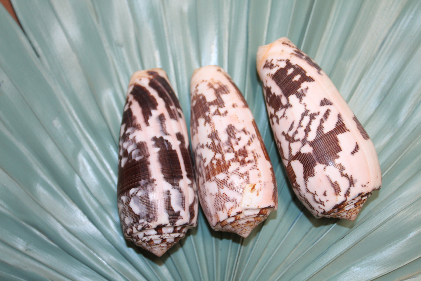 CONUS STRIATE, Large Cone Seashells, Collectible Display  Seashells, Teachers Aids, Decorative Glass Bowl Display, SS-511