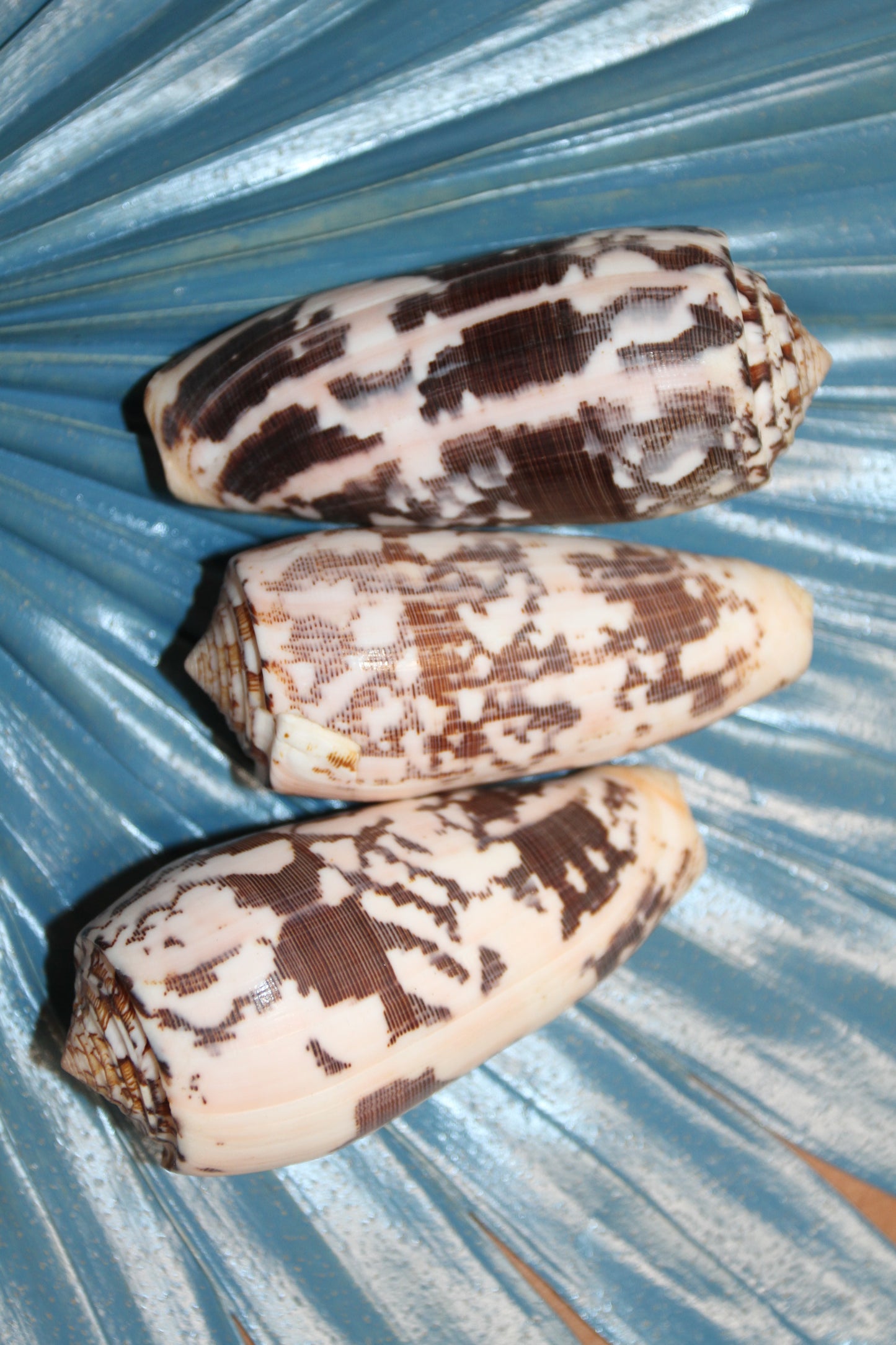 CONUS STRIATE, Large Cone Seashells, Collectible Display  Seashells, Teachers Aids, Decorative Glass Bowl Display, SS-511