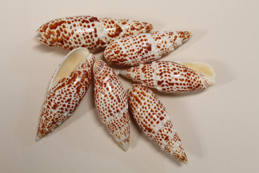 2 - Mitra Papalis Seashells, Beach Decor, Craft Supply 3-4 inch, Collcetibles,SS-200