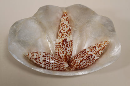 2 - Mitra Papalis Seashells, Beach Decor, Craft Supply 3-4 inch, Collcetibles,SS-200