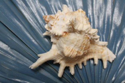MUREX RAMOSUS,Large Collectible Seashells,All Occasion Gifts,,Beach Decor,Coastl Bath Decor,Wedding Decor,Seashell Home Decor,SS-472