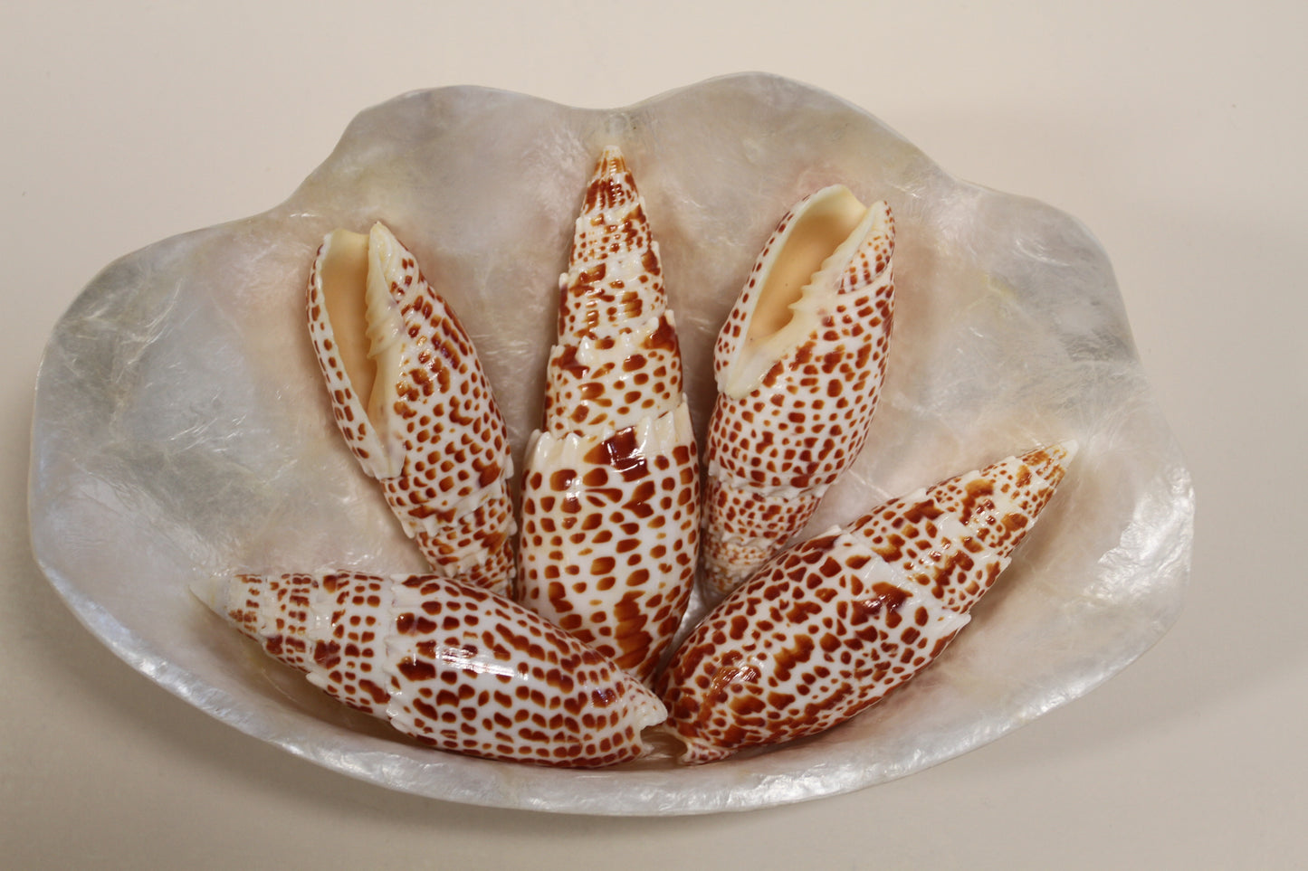 2 - Mitra Papalis Seashells, Beach Decor, Craft Supply 3-4 inch, Collcetibles,SS-200