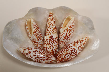 2 - Mitra Papalis Seashells, Beach Decor, Craft Supply 3-4 inch, Collcetibles,SS-200