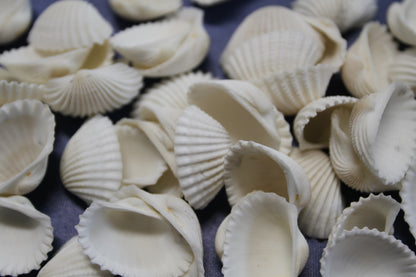 CRAFTING SEASHELLS, WHITE ARKS, Mirror Embellishments Beach Decor, Coastal Wedding Supply, Bath Decor, SS-502